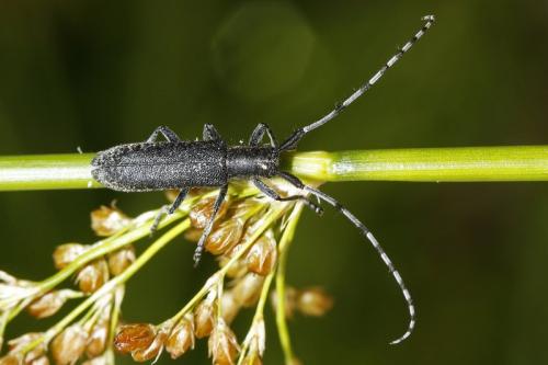 Agapanthia cardui